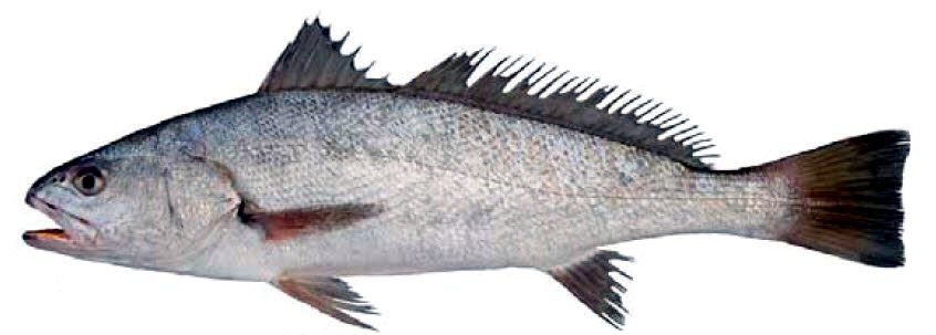 Argyrosomus regius_02